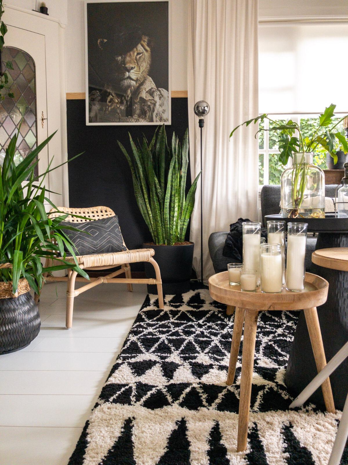 grote kamerplant kopen