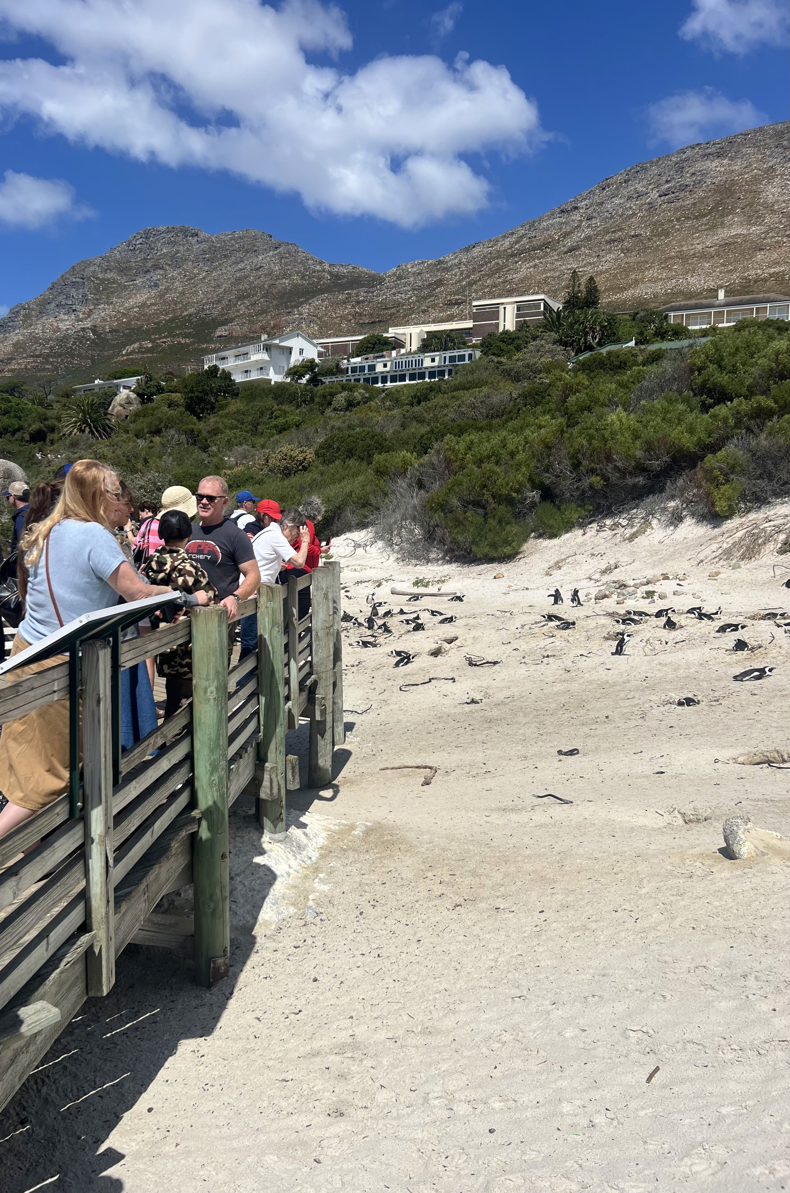 People standing on the Boulders Beach boardwalk watching the penguins below them resting and nesting in the sand, with homes visible on a hill in the distance.