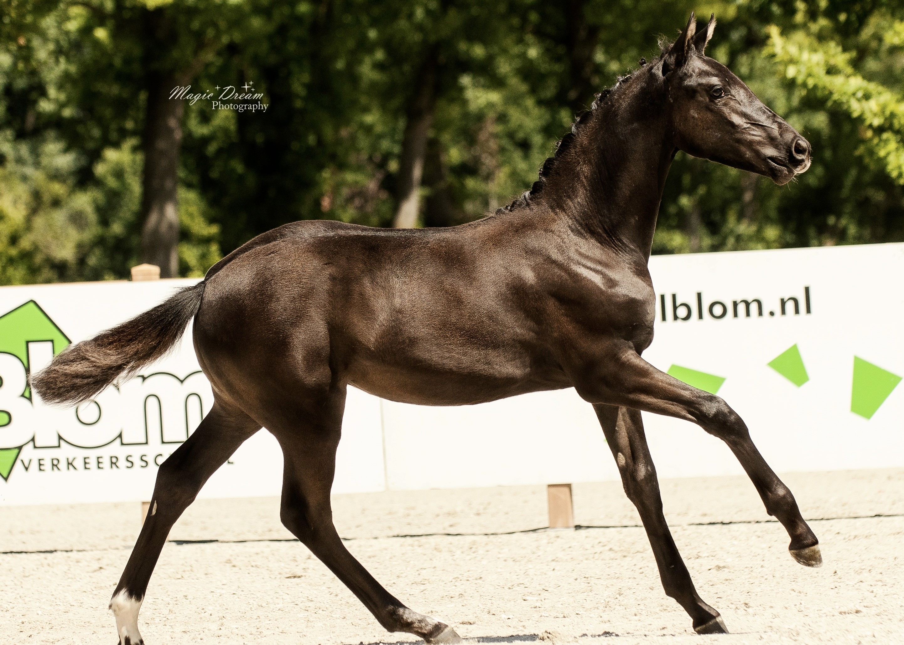 Crossbed mare by Poeta de Susaeta x Secret