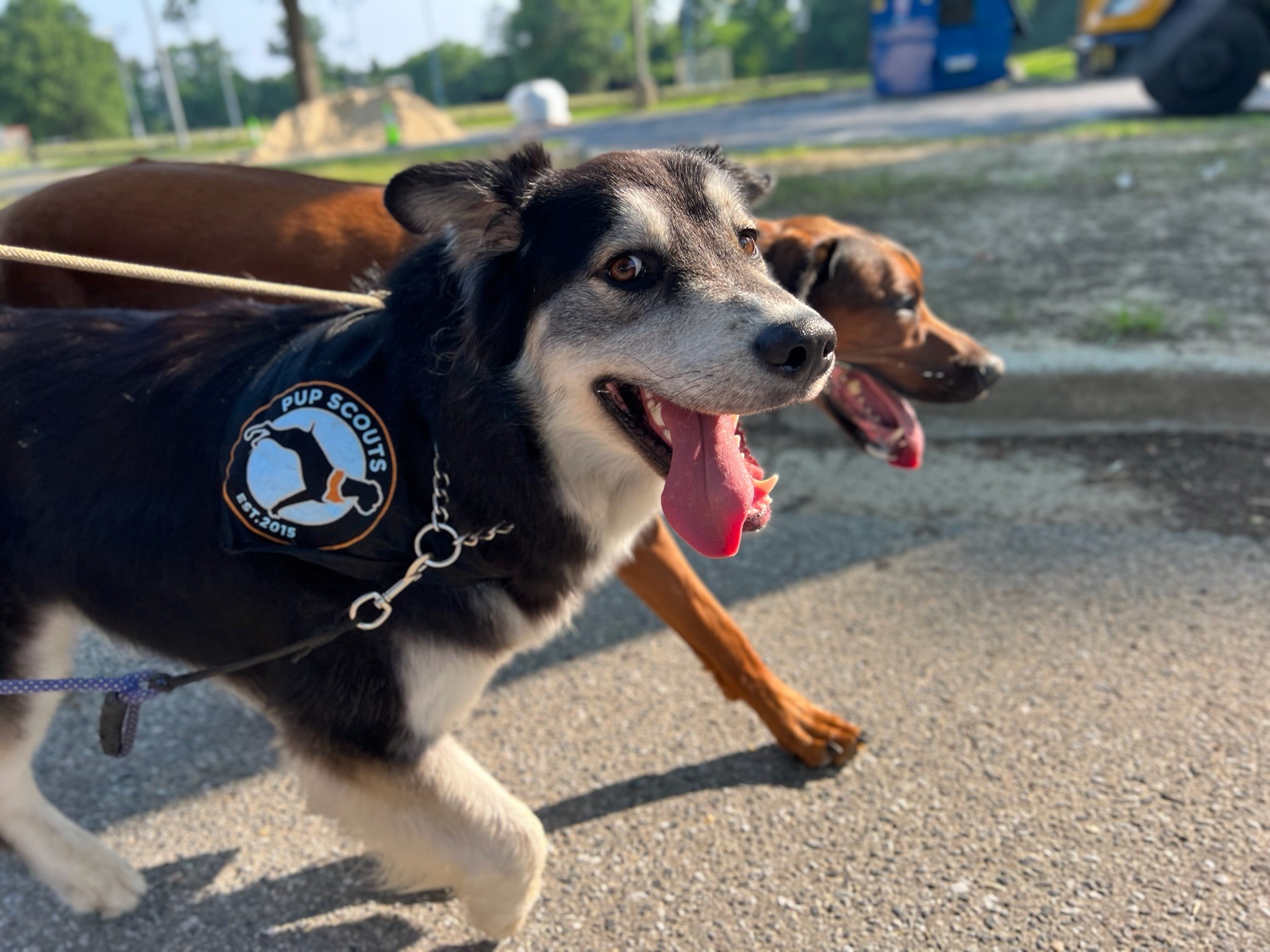 A Pack Leader walks multiple dogs on leash during a dog walking adventure in Maryland