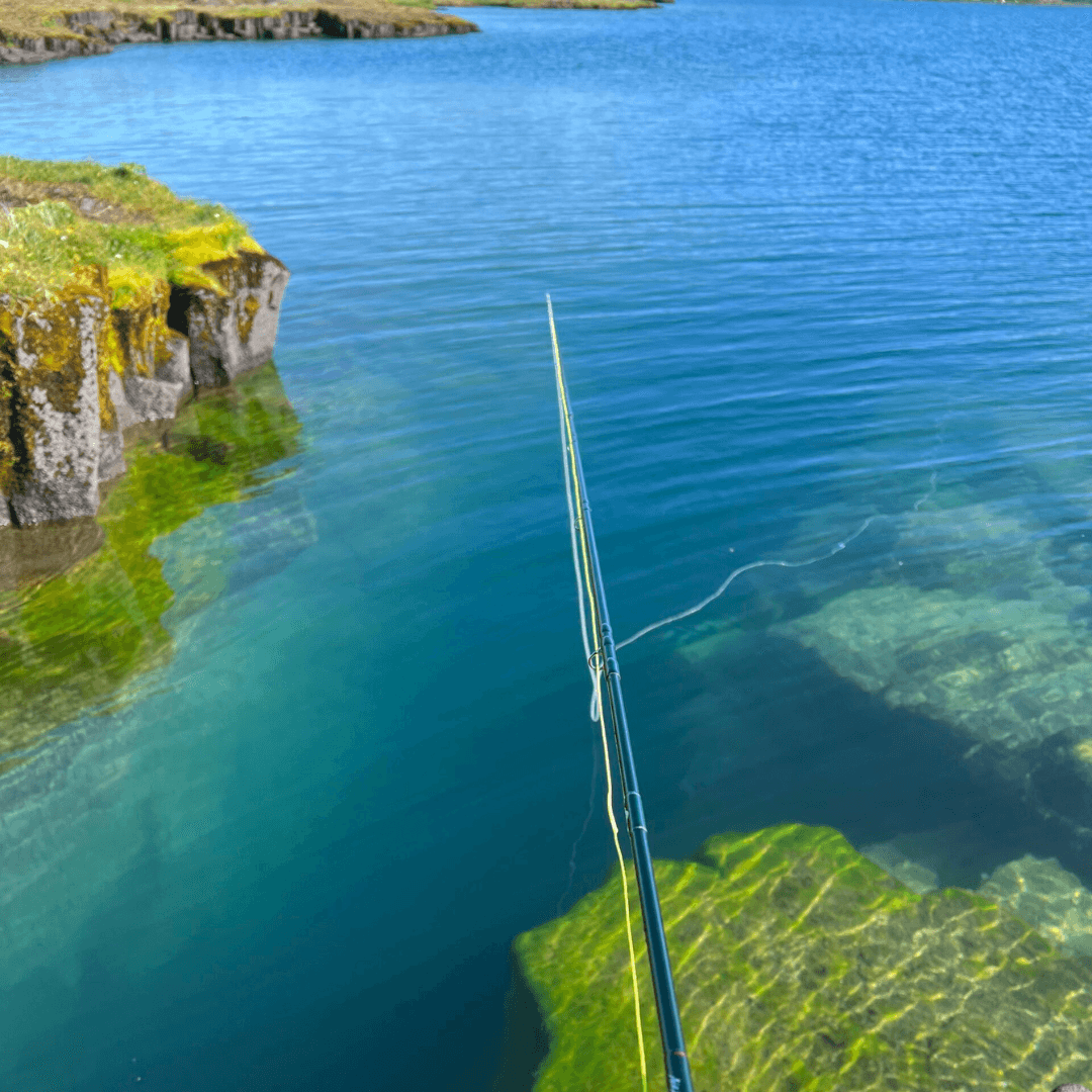 Island, Brown Trout, Arctic char, fjeldørred