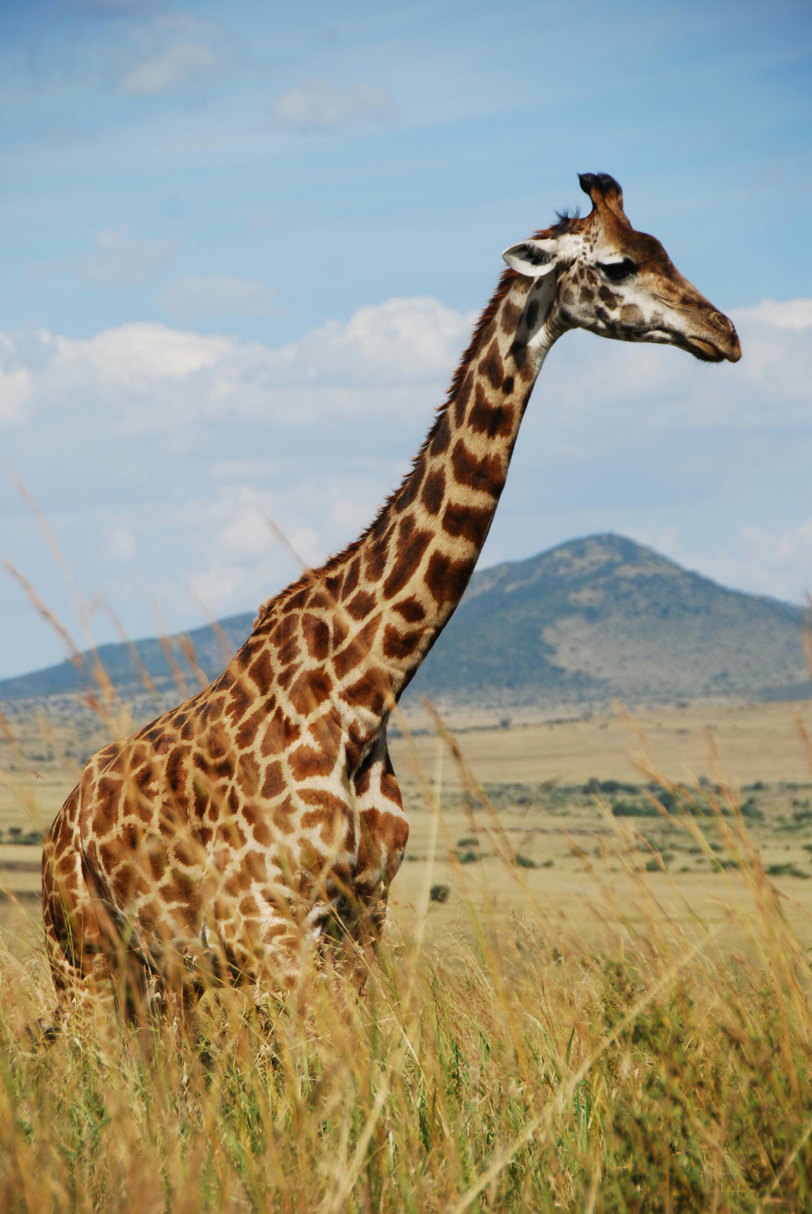 Giraffe