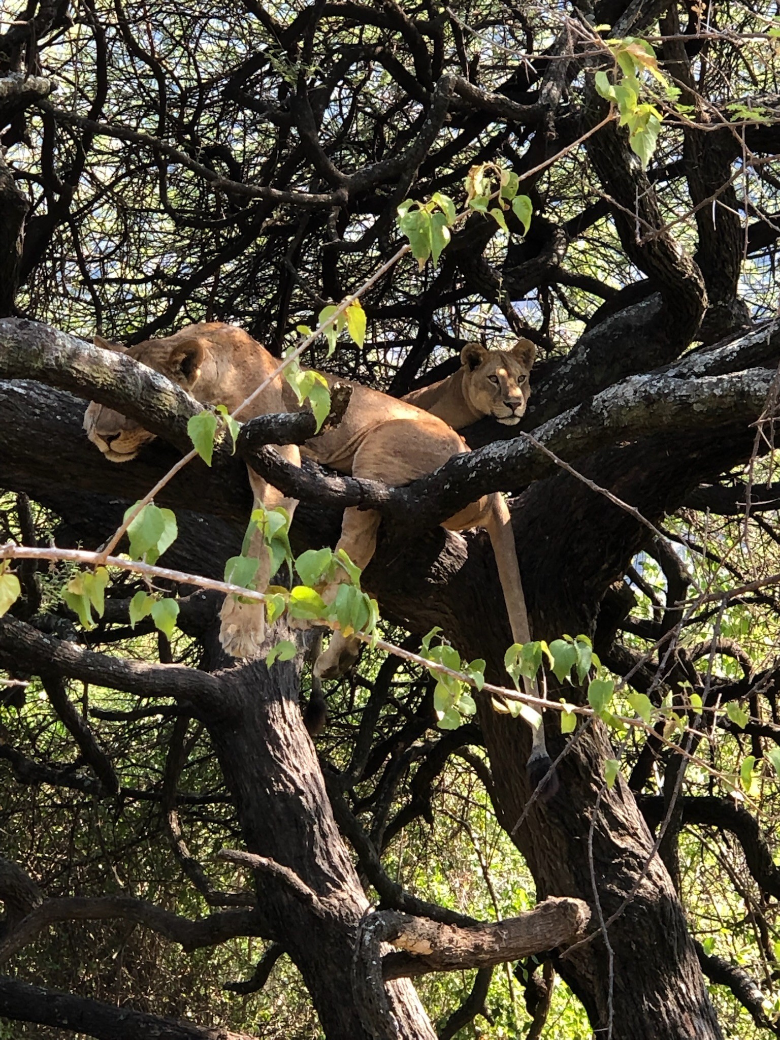Tree-climbing lions in Lake Manyara National Park, Tanzania