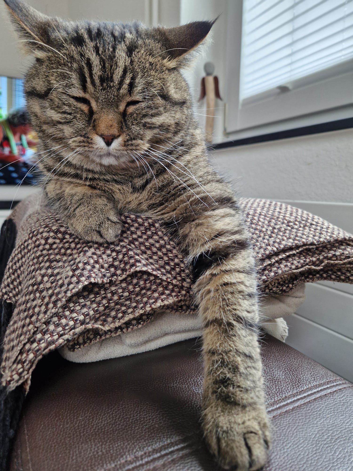 Katze liegt entspannt auf einem Stapel Decken auf der Sofalehne