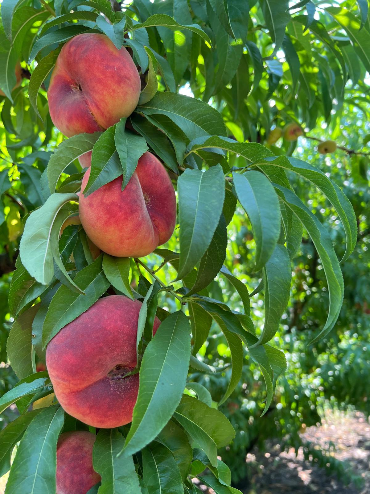 Ripe Paraguayo fruits, unmatched sweetness and aroma.