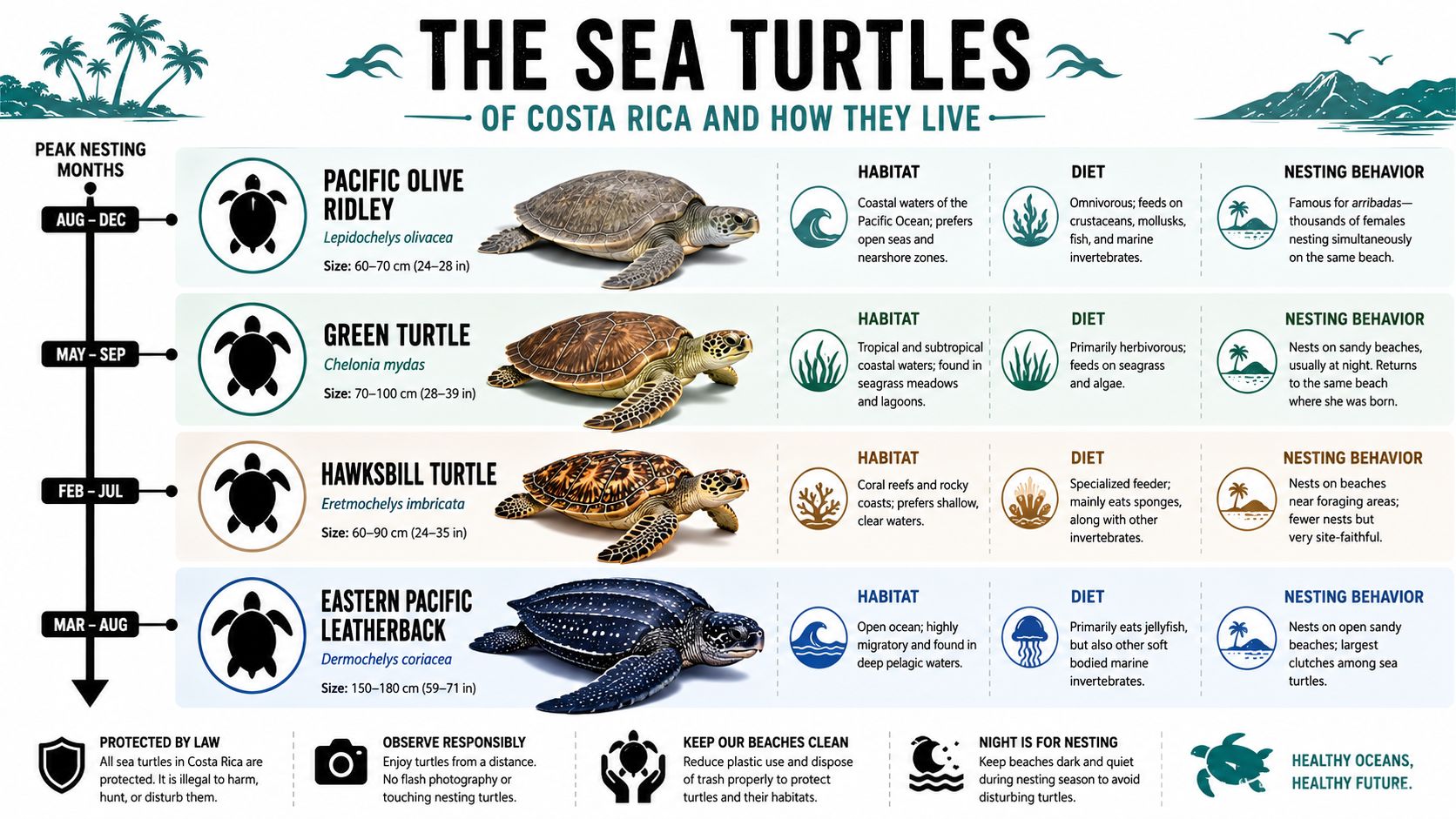 An infographic detailing the four types of sea turtles in Costa Rica, their habits, and conservation guidelines.
