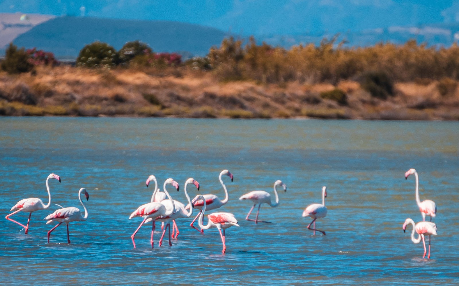 Flamingos wading in a lagoon near Chia, Sardinia, during a 4x4 tour from Cagliari.