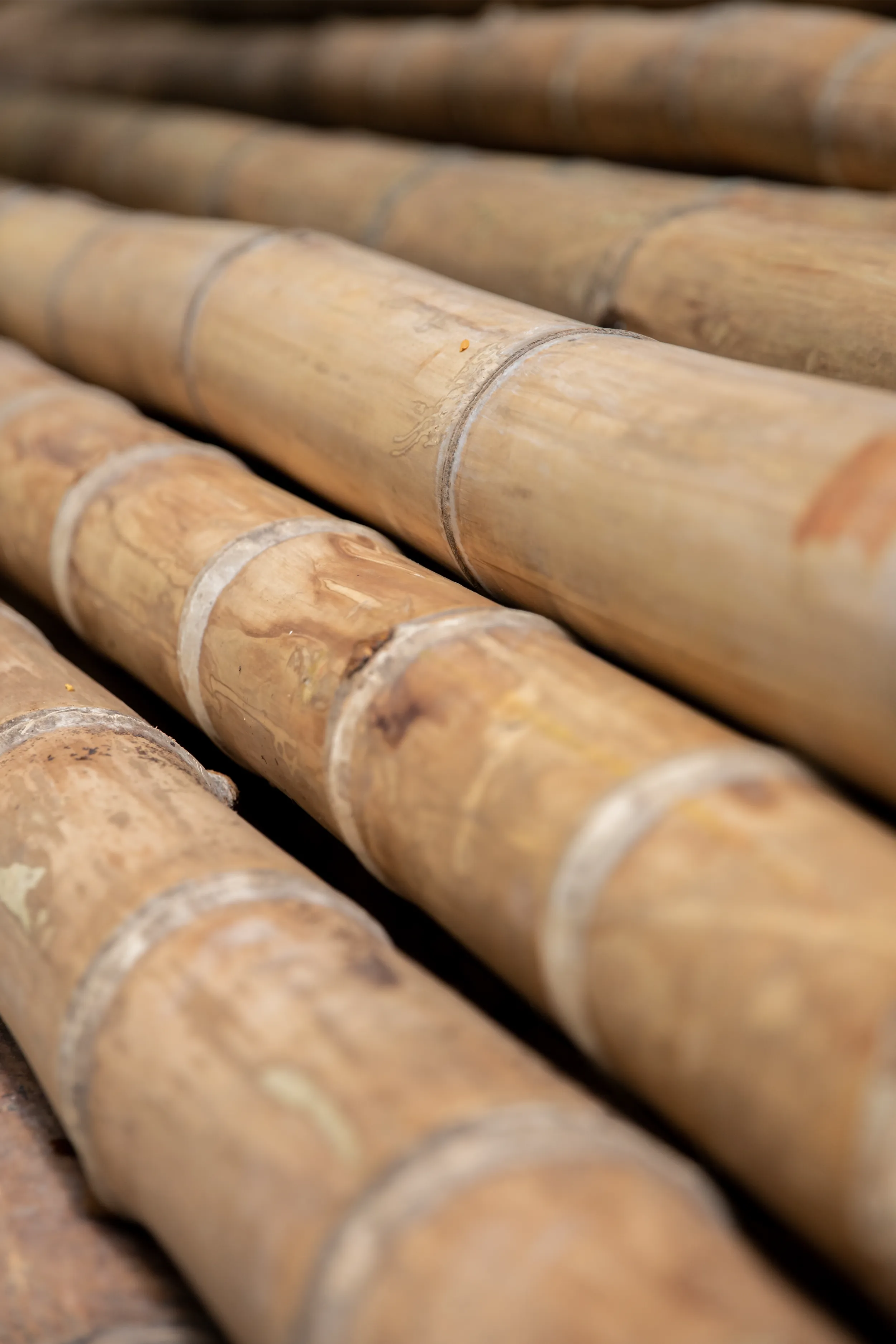 Close-up view of stacked premium bamboo poles, highlighting the natural texture, nodes, and quality of the raw material supply for construction.