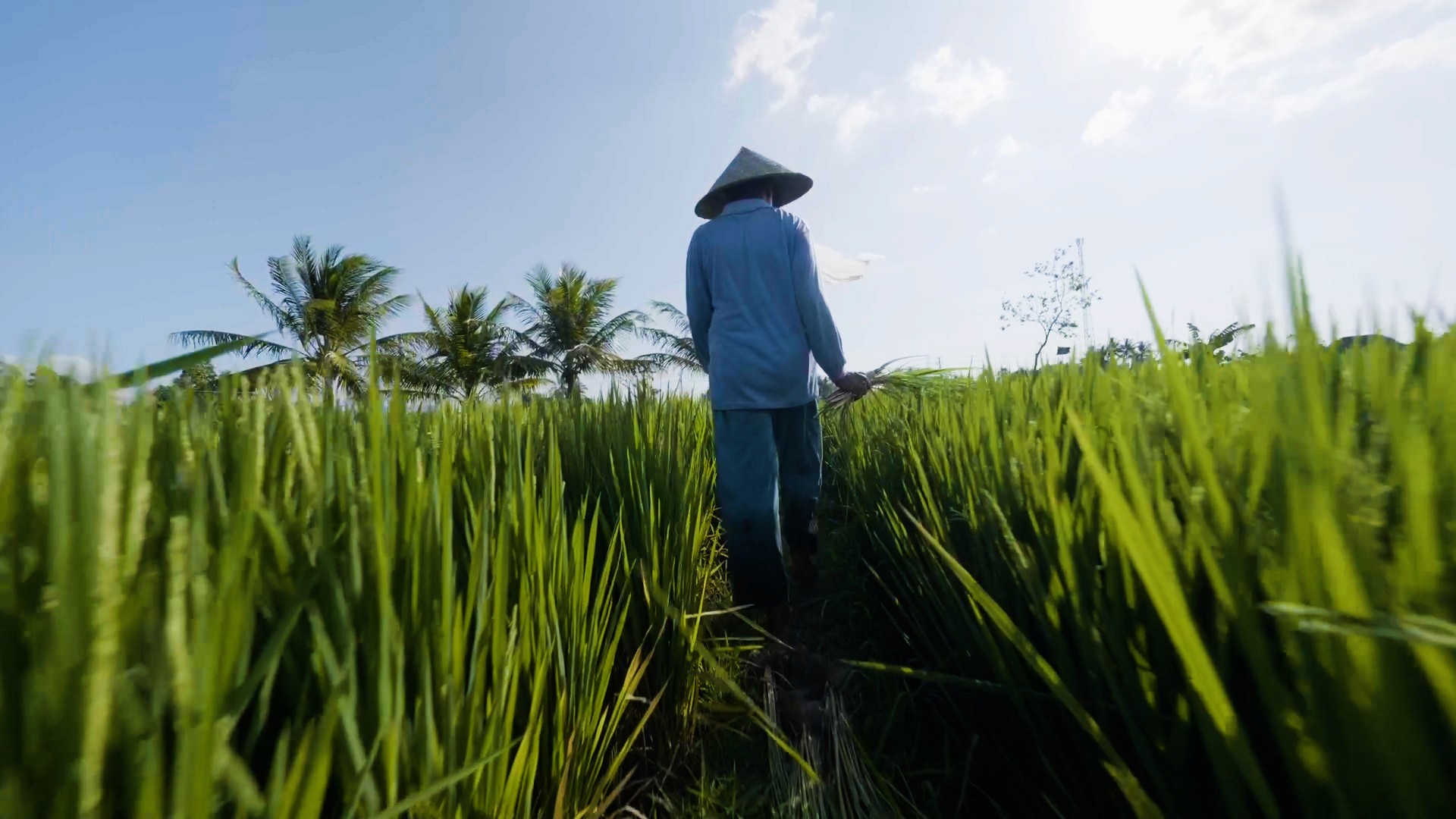 a man walking in a field in the village of Genggelang in Lombok, Indonesia