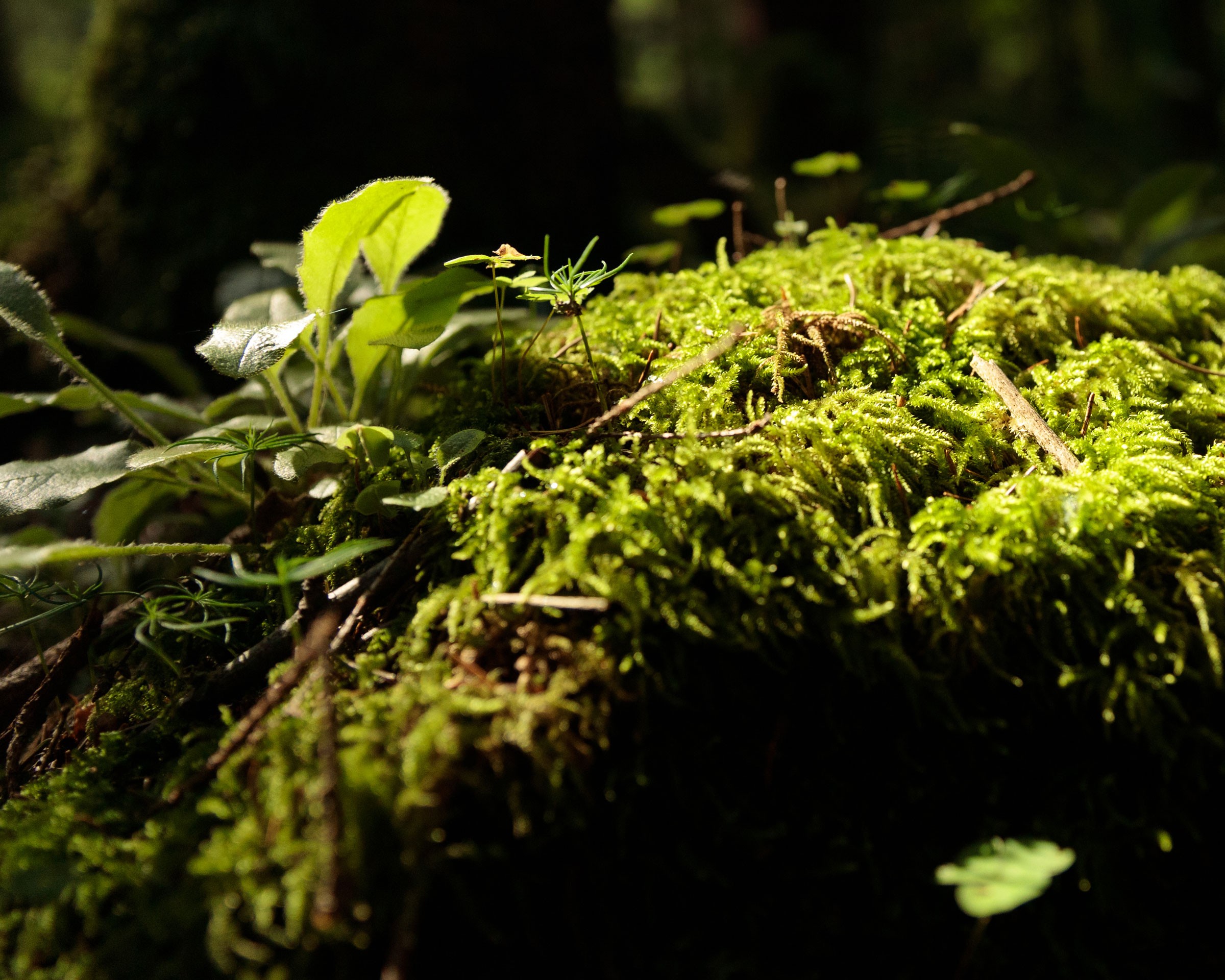 Aerial yoga pose with a woman leaning back in a hammock