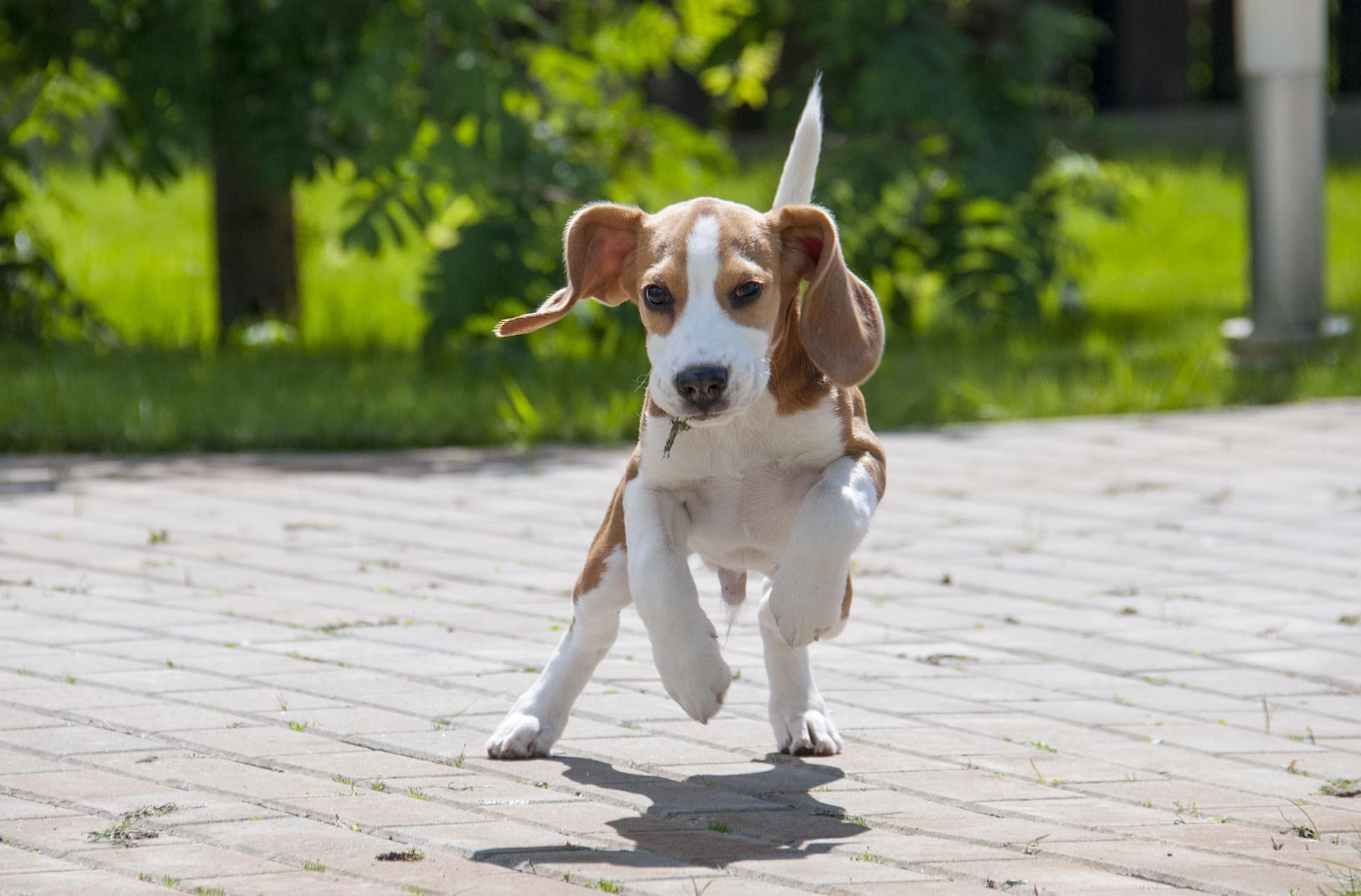 A Beagle is jumping on the pathwalk and initiating play.