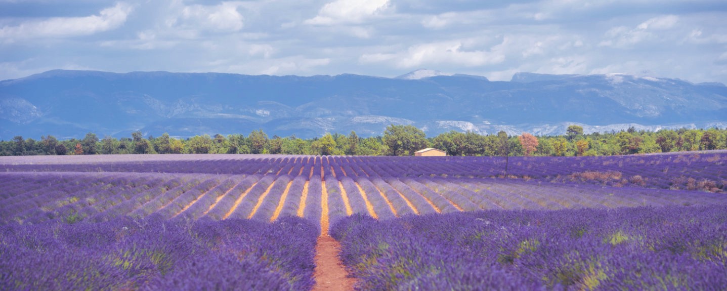 A lavender field
