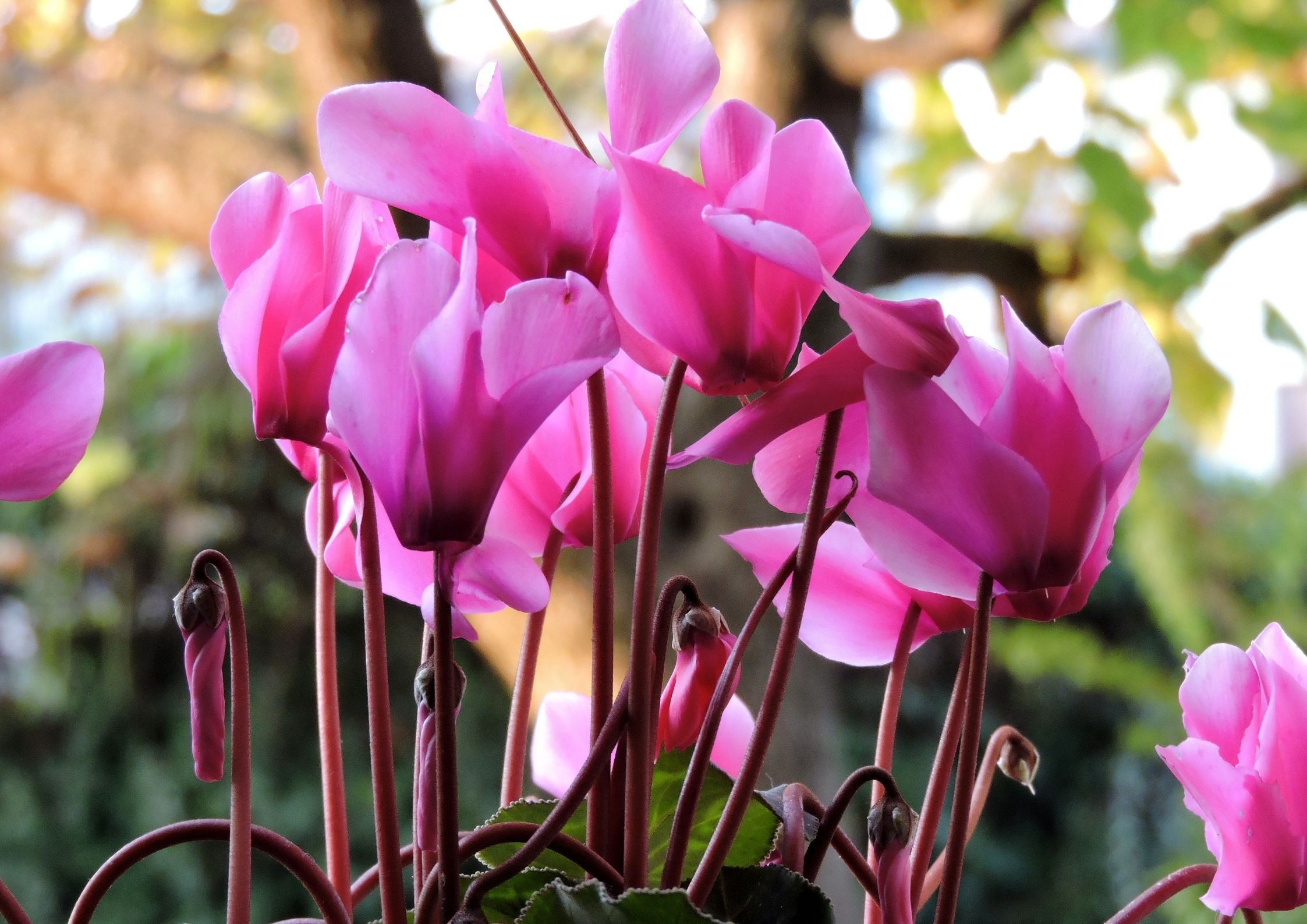 Cyclamen in bloom with characteristic pink autumn petals