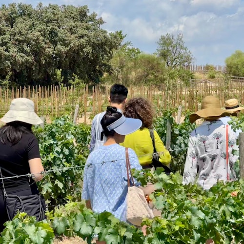 Visitors touring a vineyard