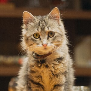 A close-up of a fluffy cat with a curious expression, commonly seen in the streets and cafes of Istanbul, representing the city's fondness for cats.