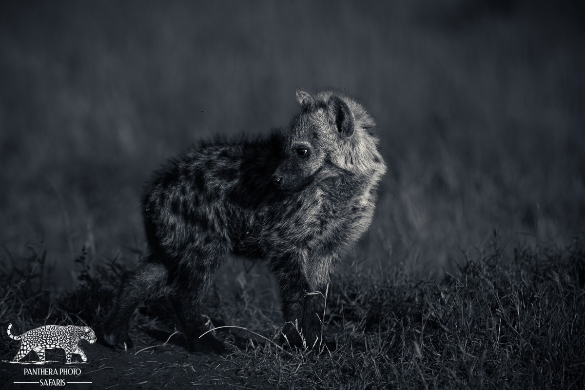 Central Serengeti 2023 Trip Report