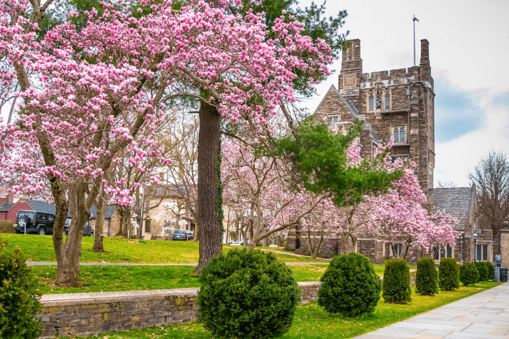 Cherry blossom trees in Princeton, NJ.