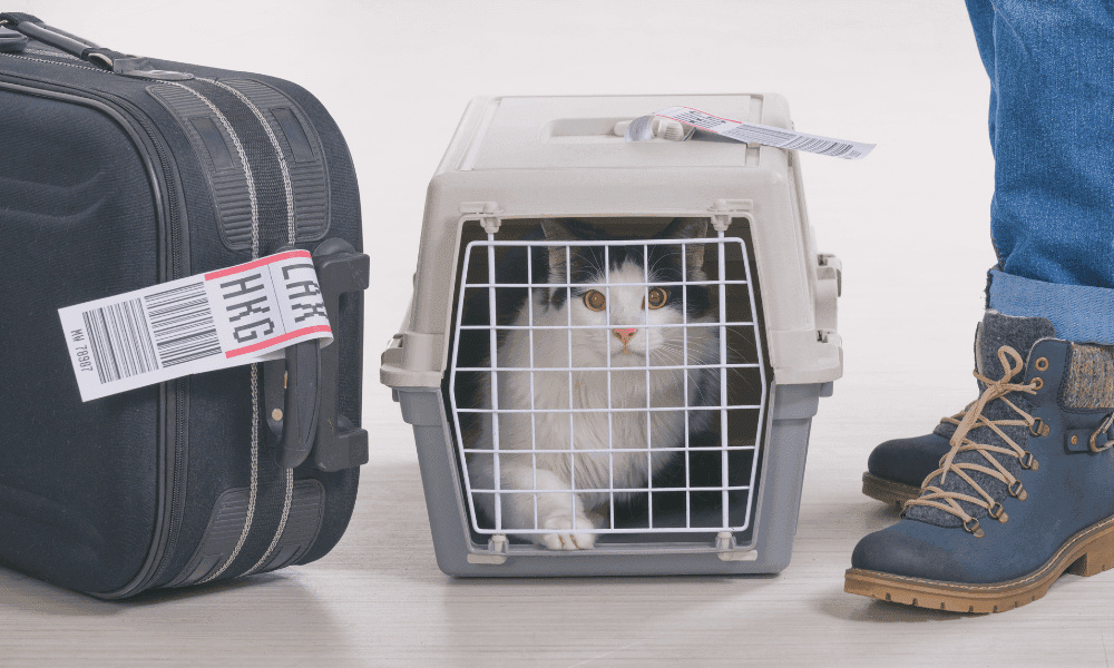 Cat in a transporter