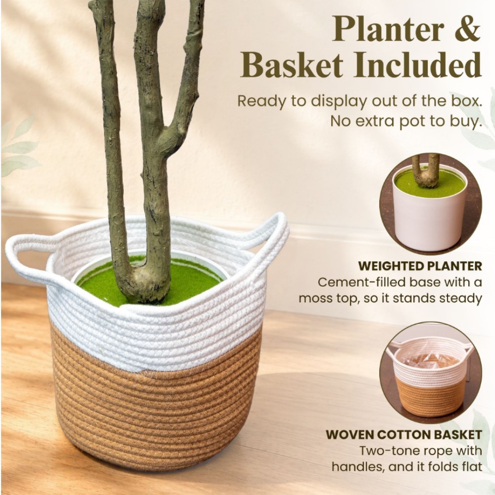 olive tree Amazon amazon listing images 5: Included planter