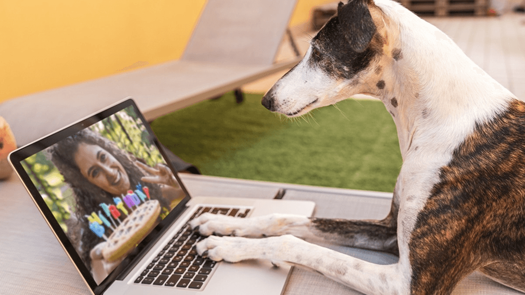 https://www.rover.com/blog/wp-content/uploads/can-dogs-see-phone-screens.jpg