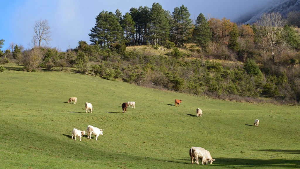 condicion-corporal-en-vacas