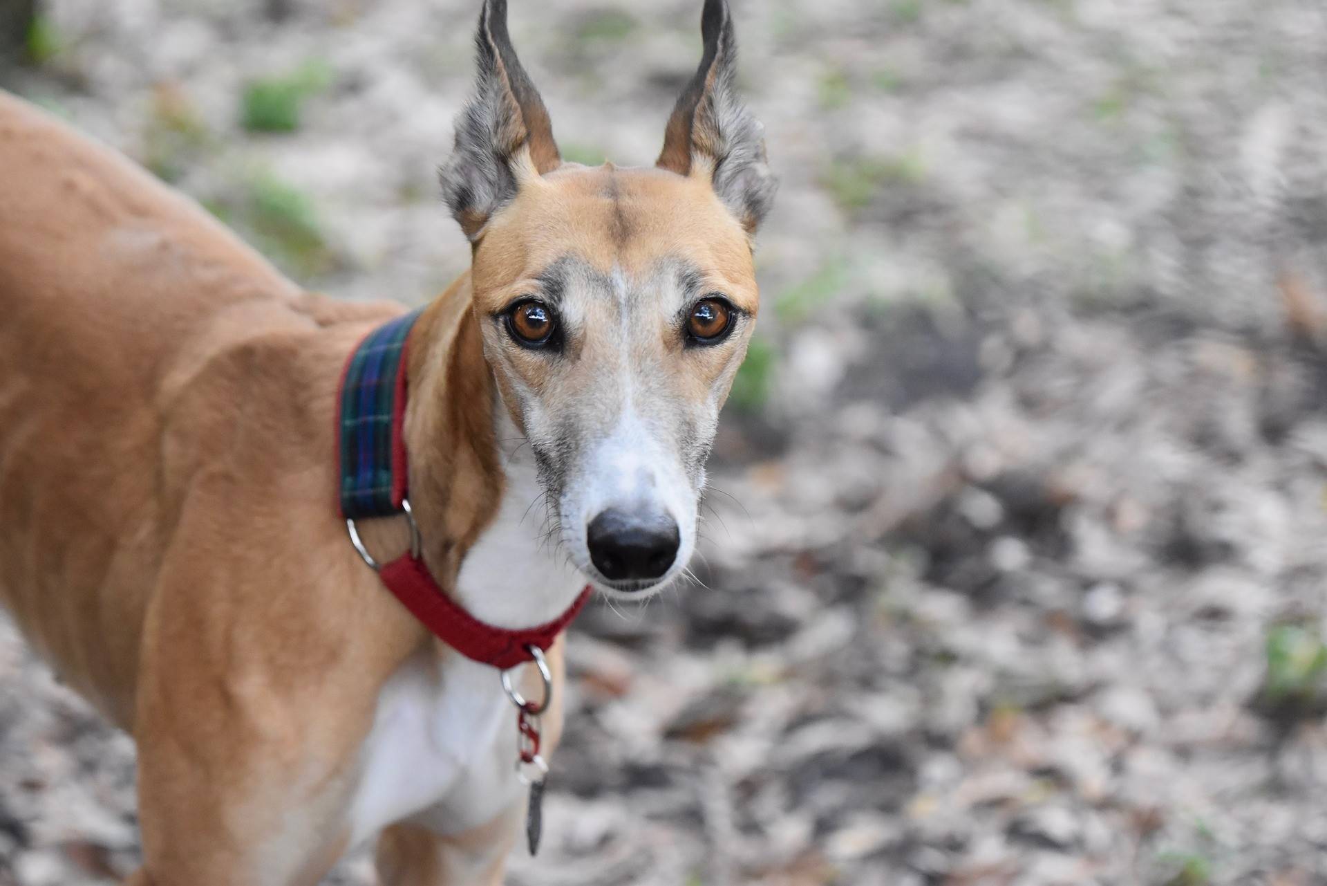Greyhound Grooming Guide