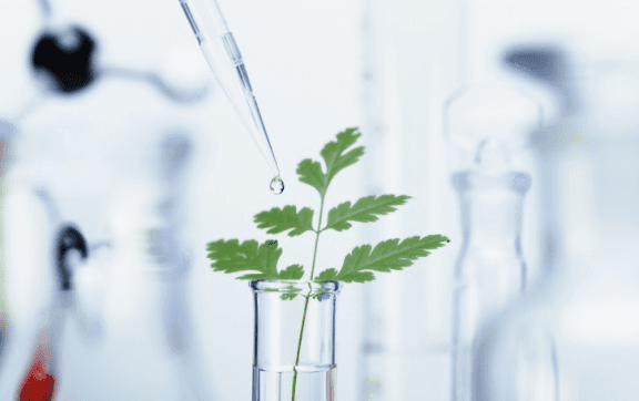 Laboratory test with a green plant in a test tube.