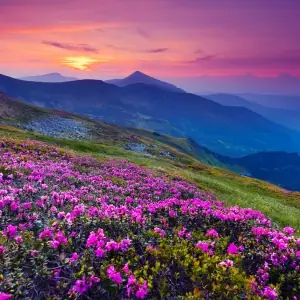 MOUNTAIN