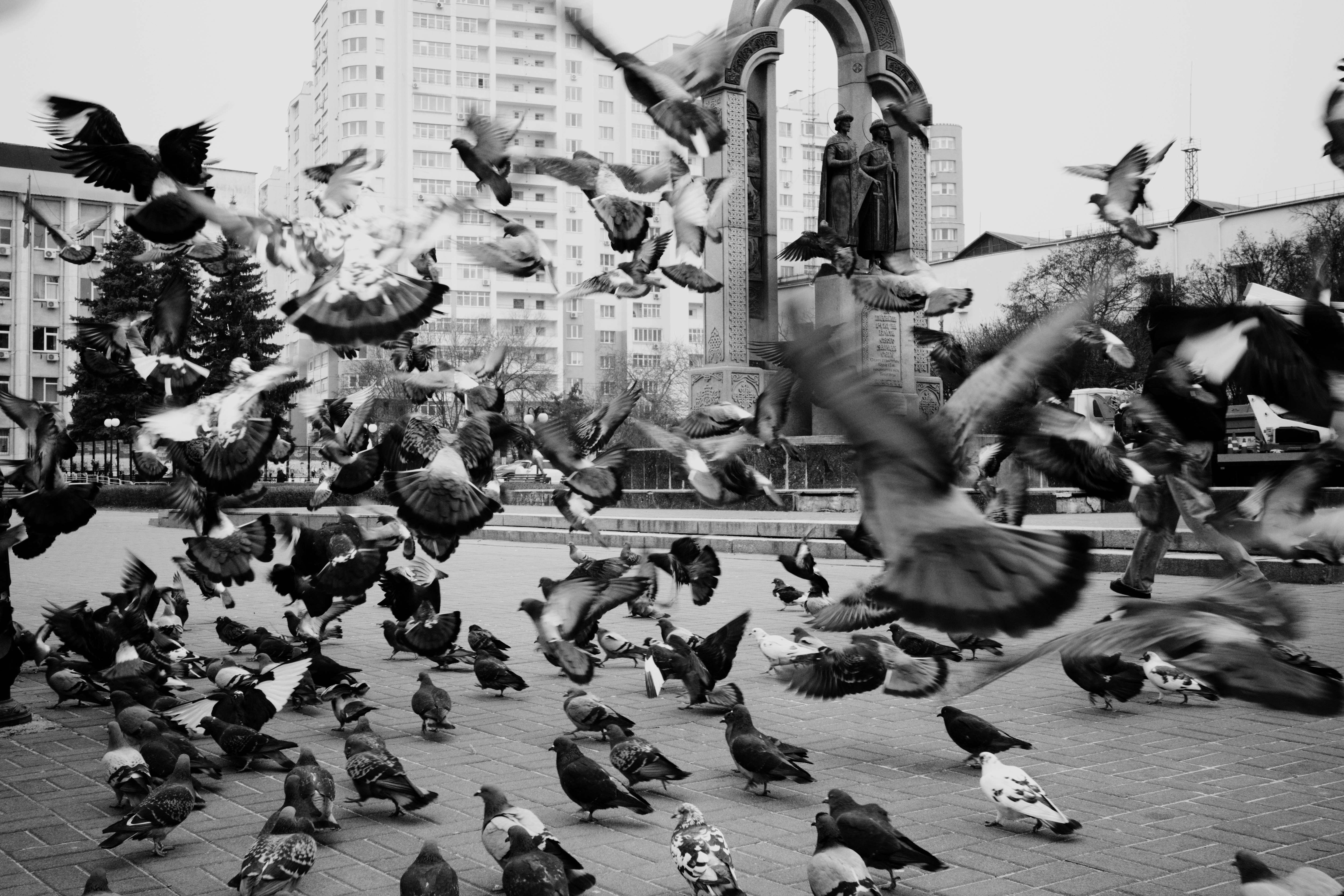 A flock of pigeons take flight in a city square.