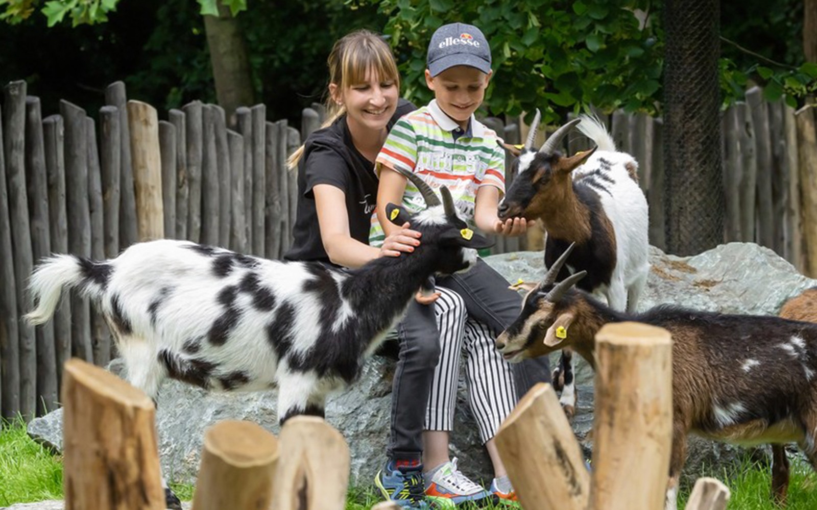 Anak-anak berinteraksi dengan kambing di area hewan jinak di Kebun Binatang Schönbrunn.