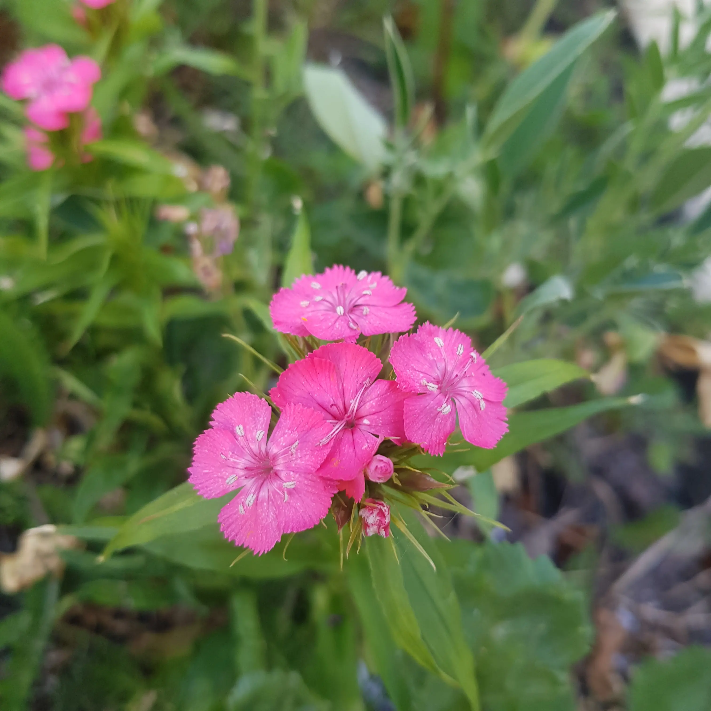Pink flowers with a cluster of petals, surrounded by green foliage in a garden setting.