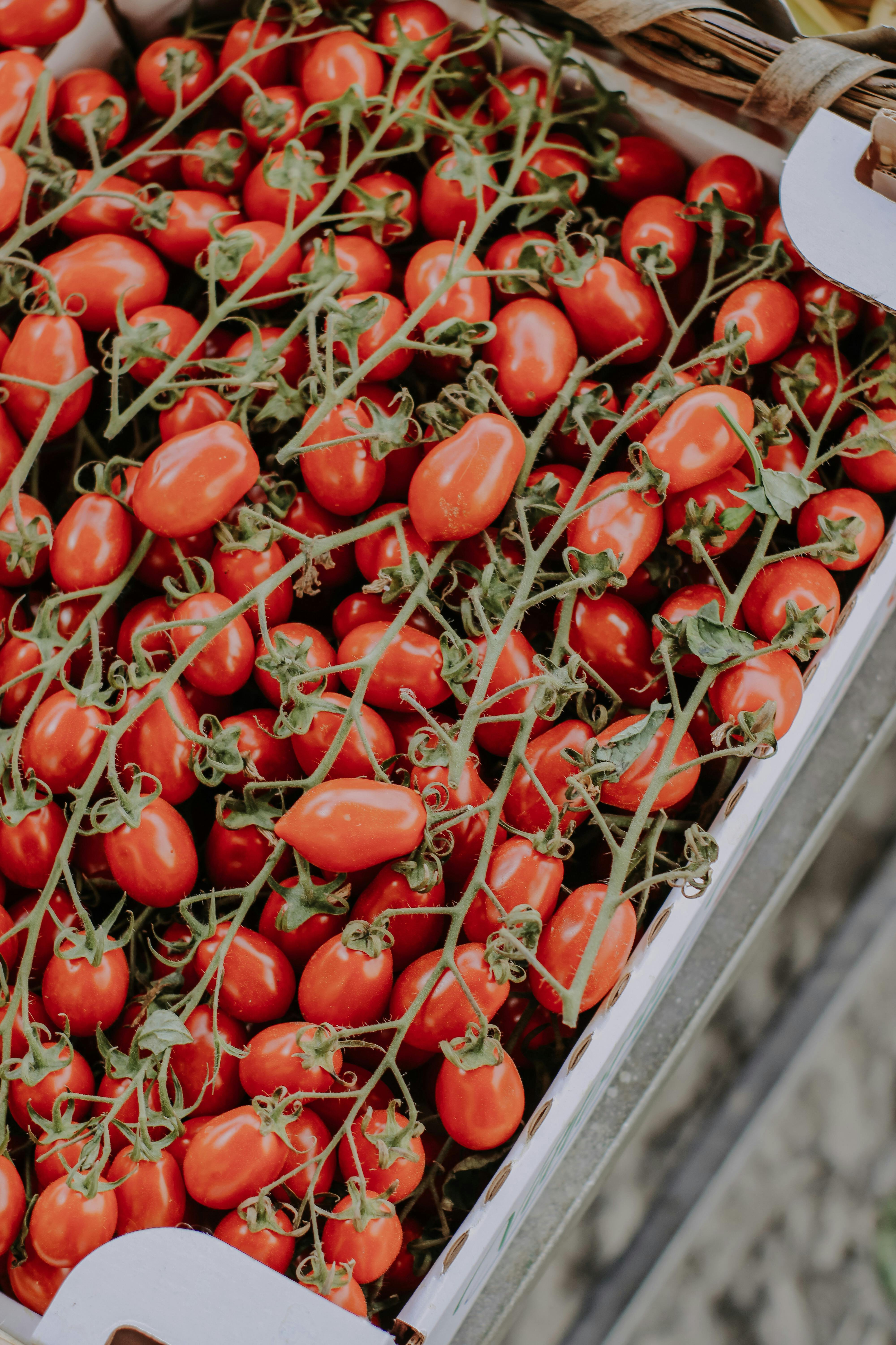 bunch of ripe tomatoes