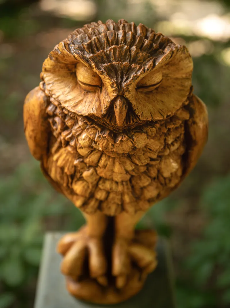 furrowed owl from above