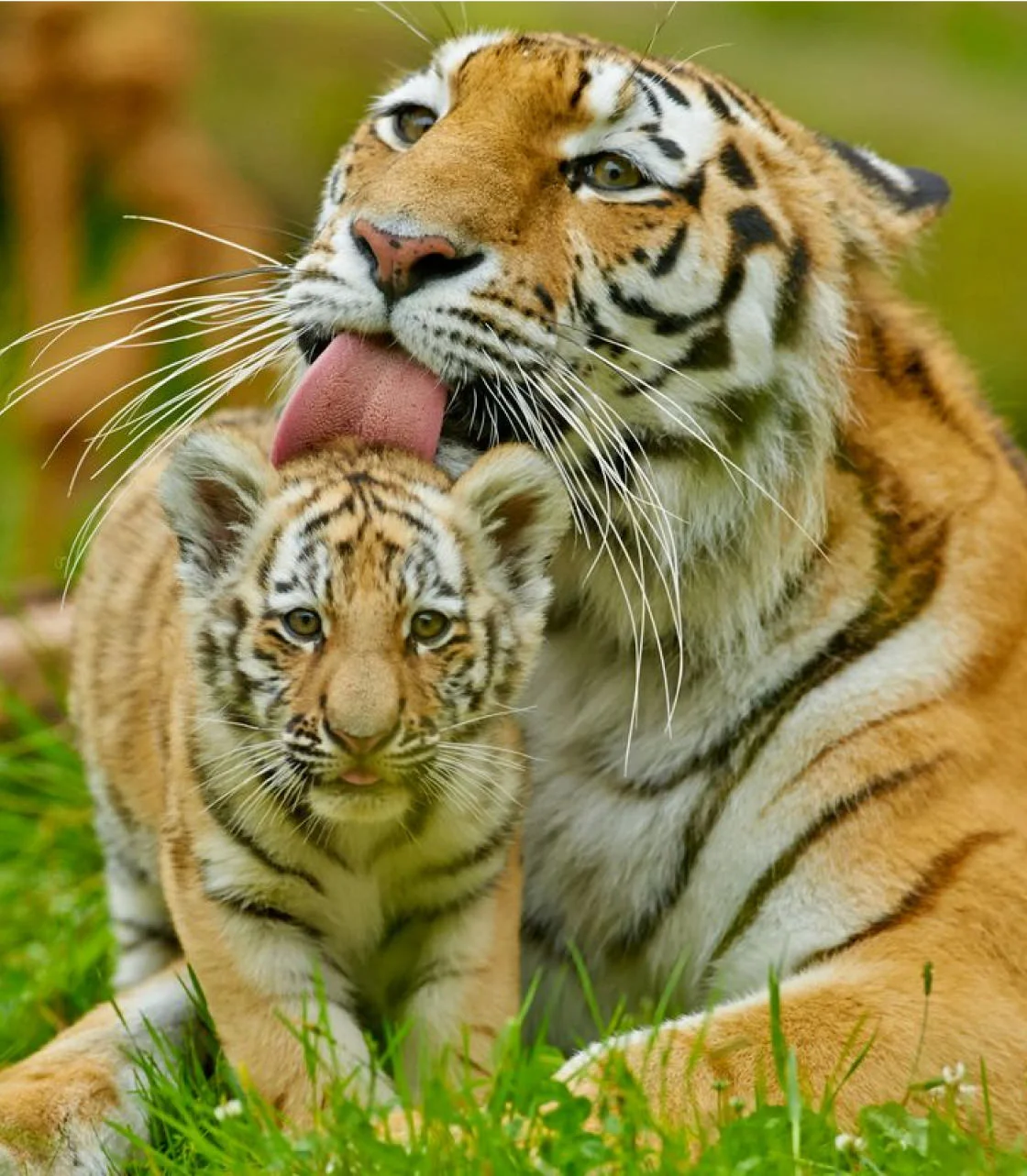 Cute tigers