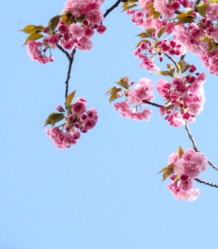 Liście magnolii na niebieskim niebie