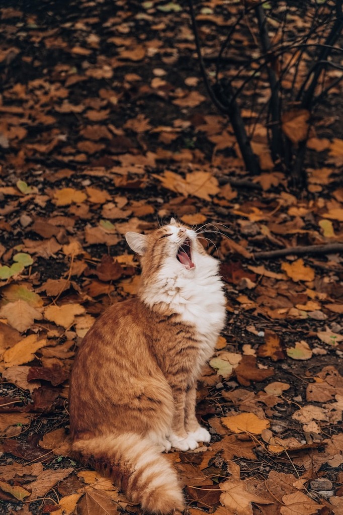 cat yawning over fall leaves