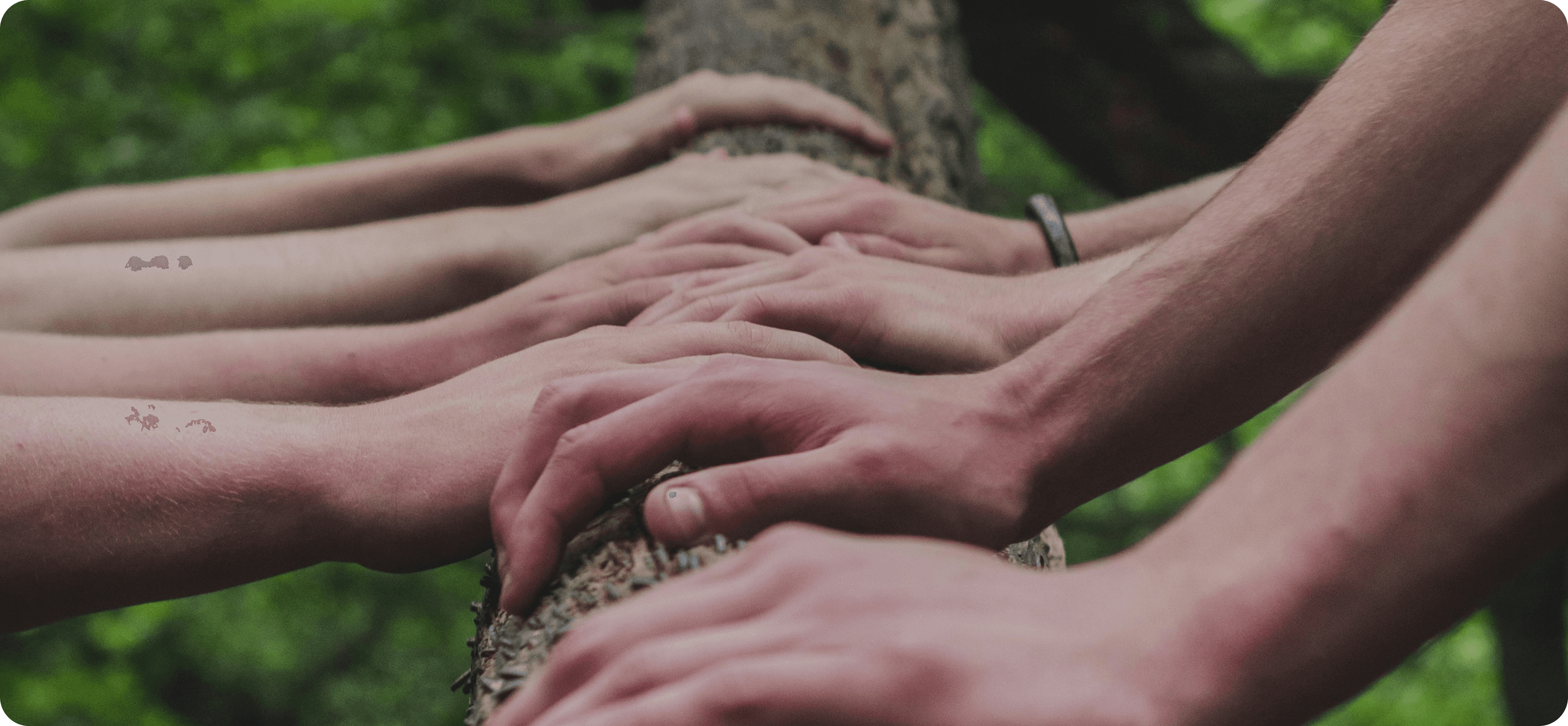 Tree trunk