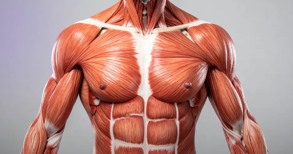 Muscle hypertrophy is the process of increasing muscle size.