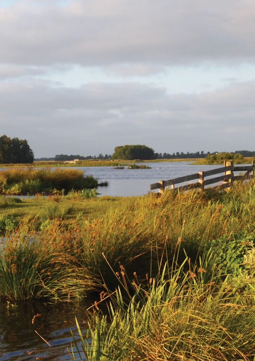 natuurlanschap grassen en water