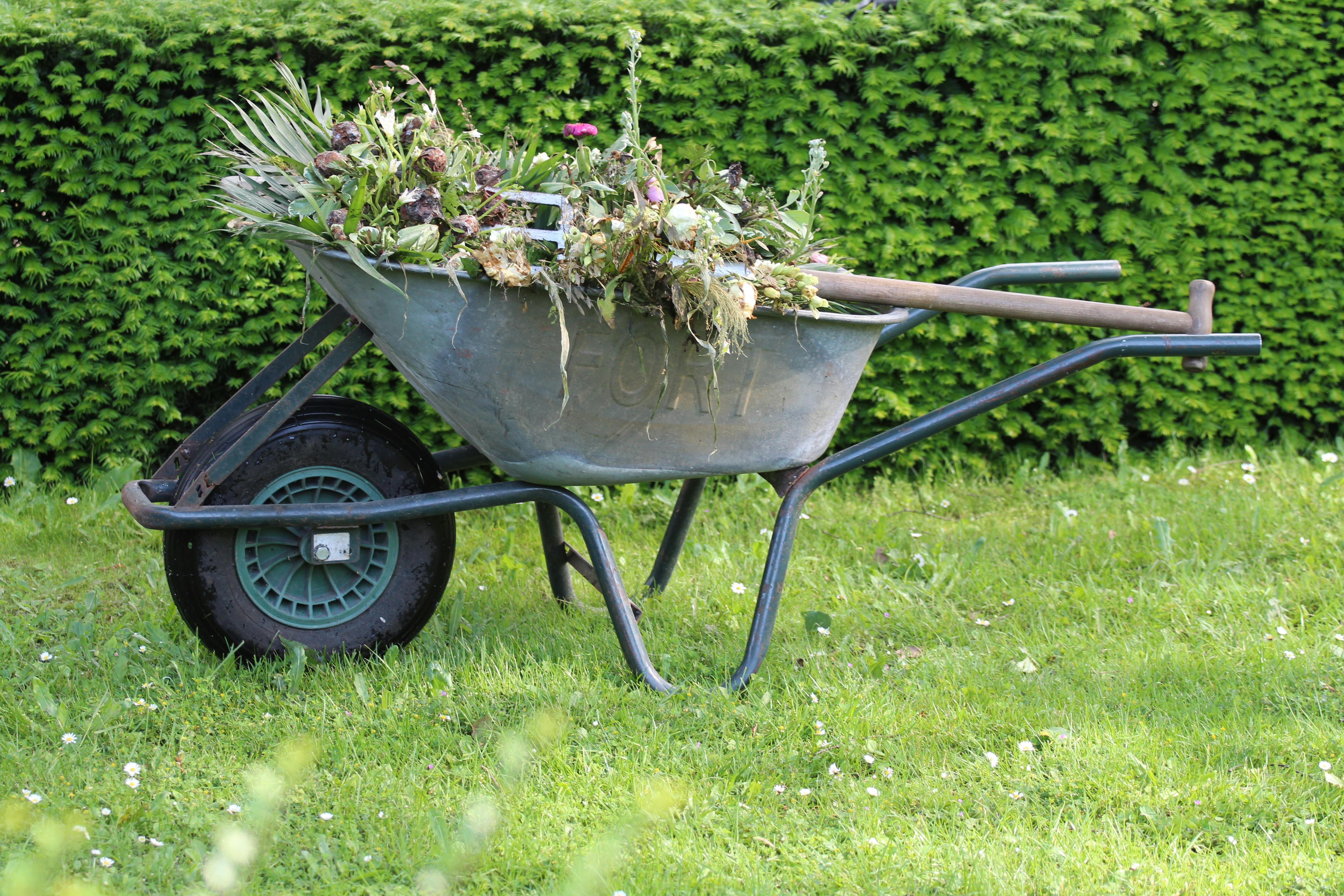 Garden tidy services in wellington