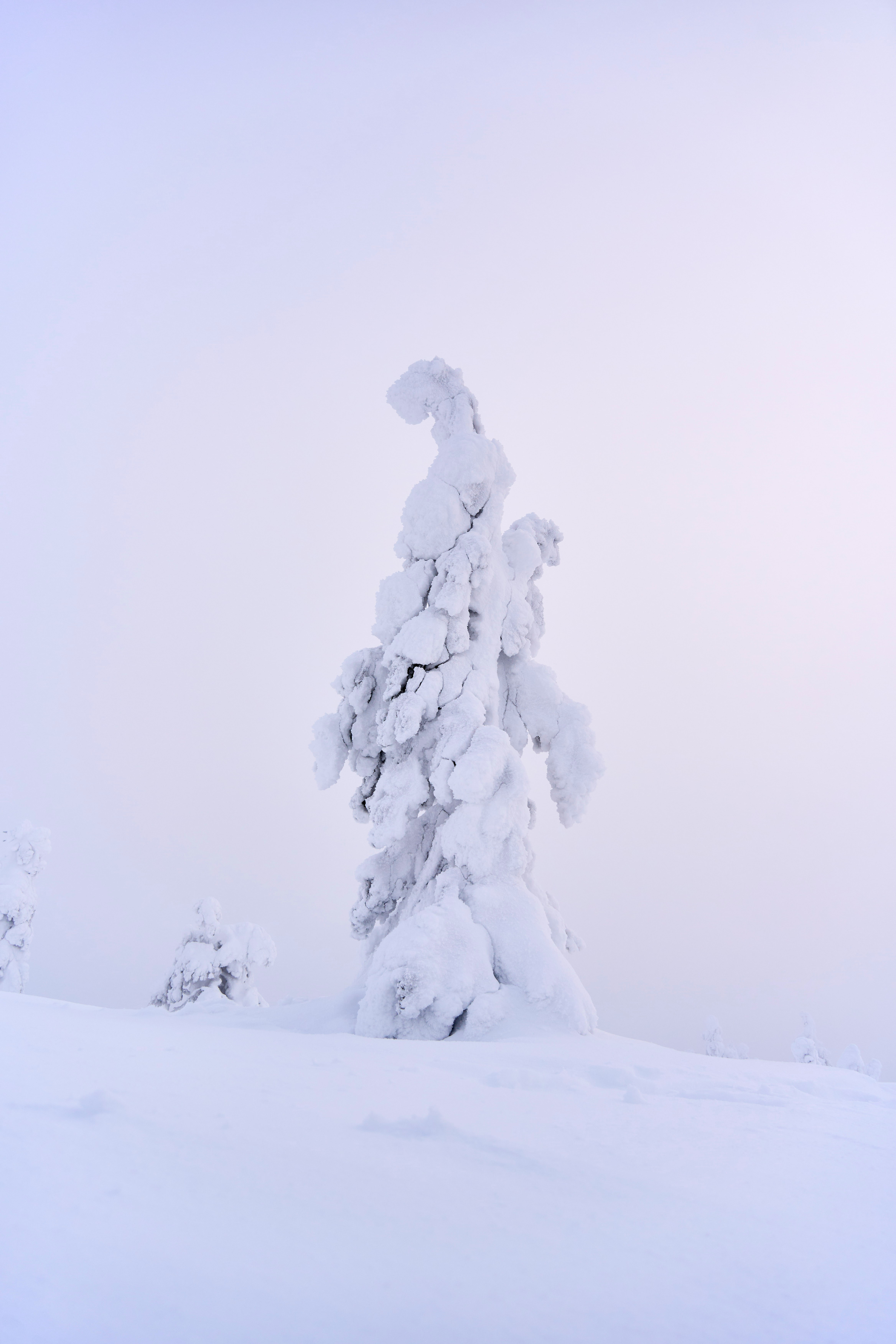 A snow-covered tree stands on a white hill.