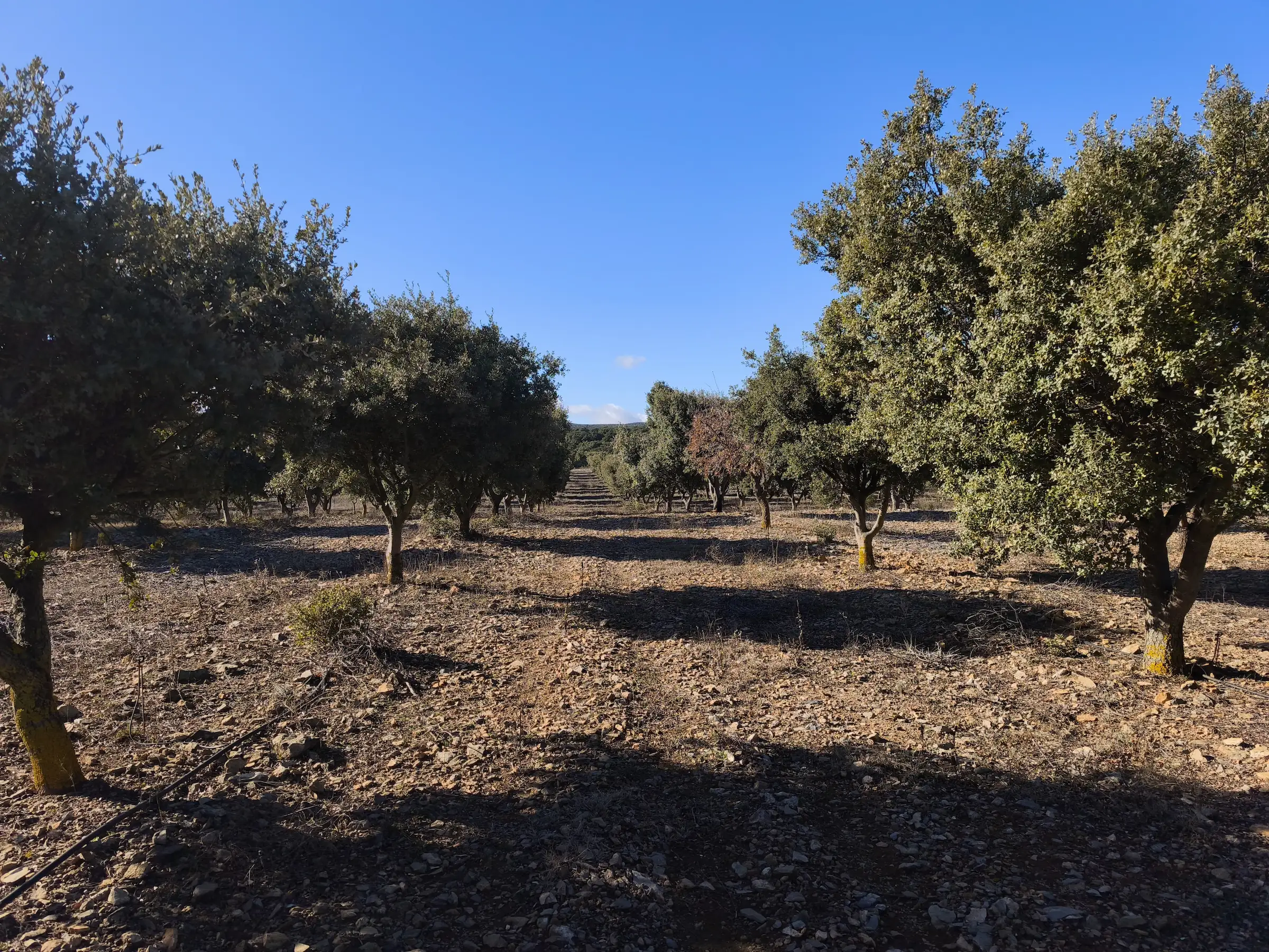 Valnara Estate mature truffle plantation