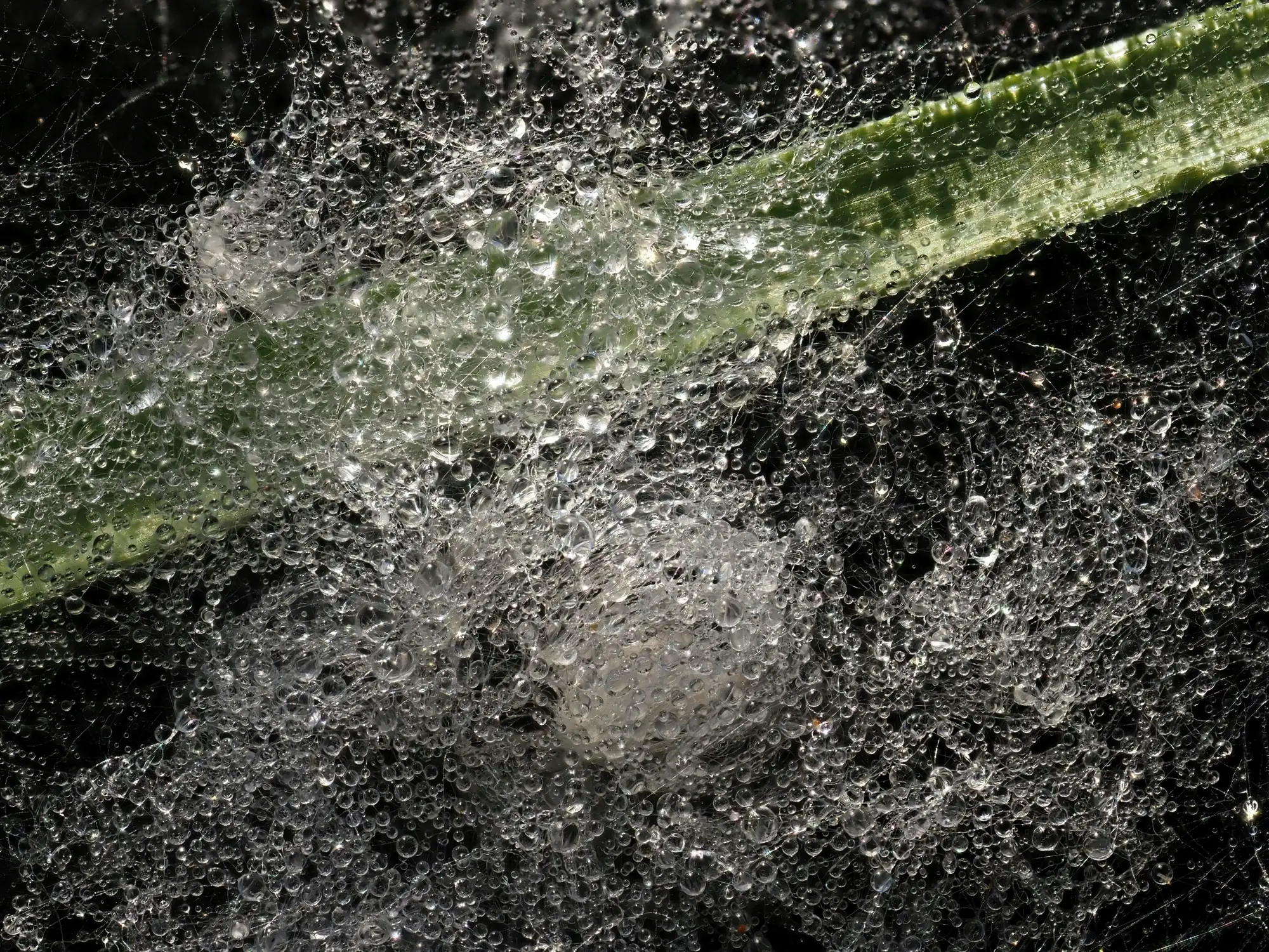 Close-up of countless water droplets beaded across a dew-soaked web