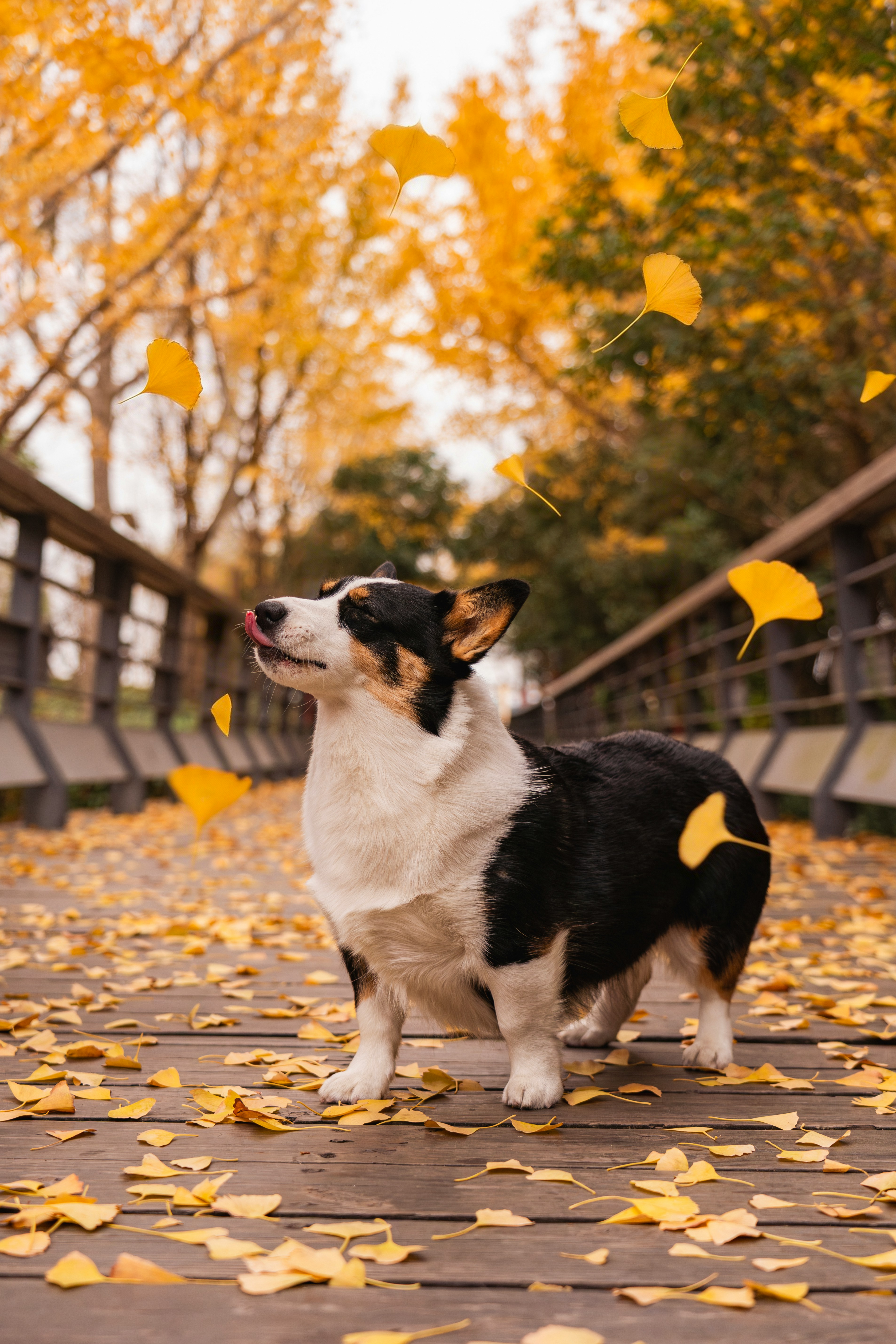 Corgi dog standing on a wooden bridge with falling leaves.