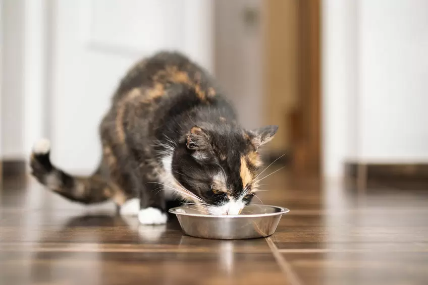 A cat is being fed by a trusted cat sitter