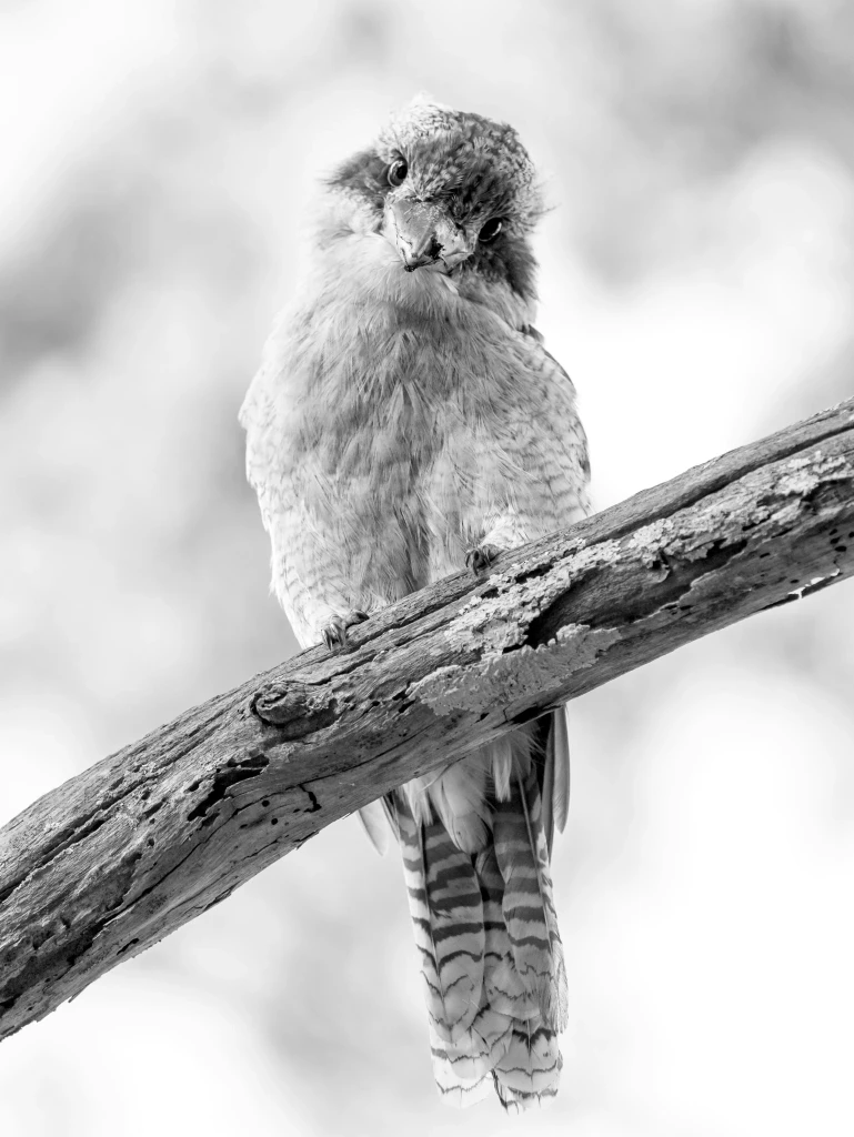 Kookaburra perched on a tree branch in the Byron Bay region of New South Wales, a natural highlight of Australia’s Northern Rivers destination