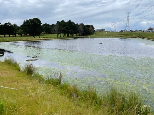 aquatic weed control at Belconnen Golf Club in canberra