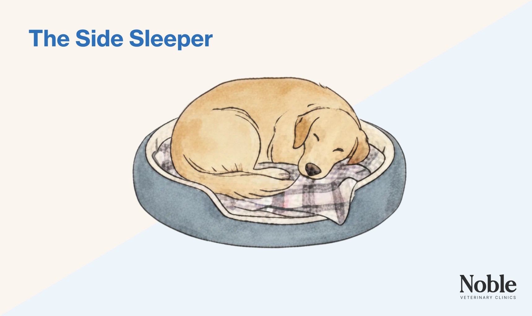 An infographic showing a dog doing the side sleeper position.