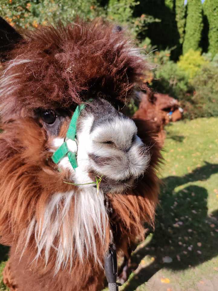 alpakoterapia w przedszkolu promitis opinie