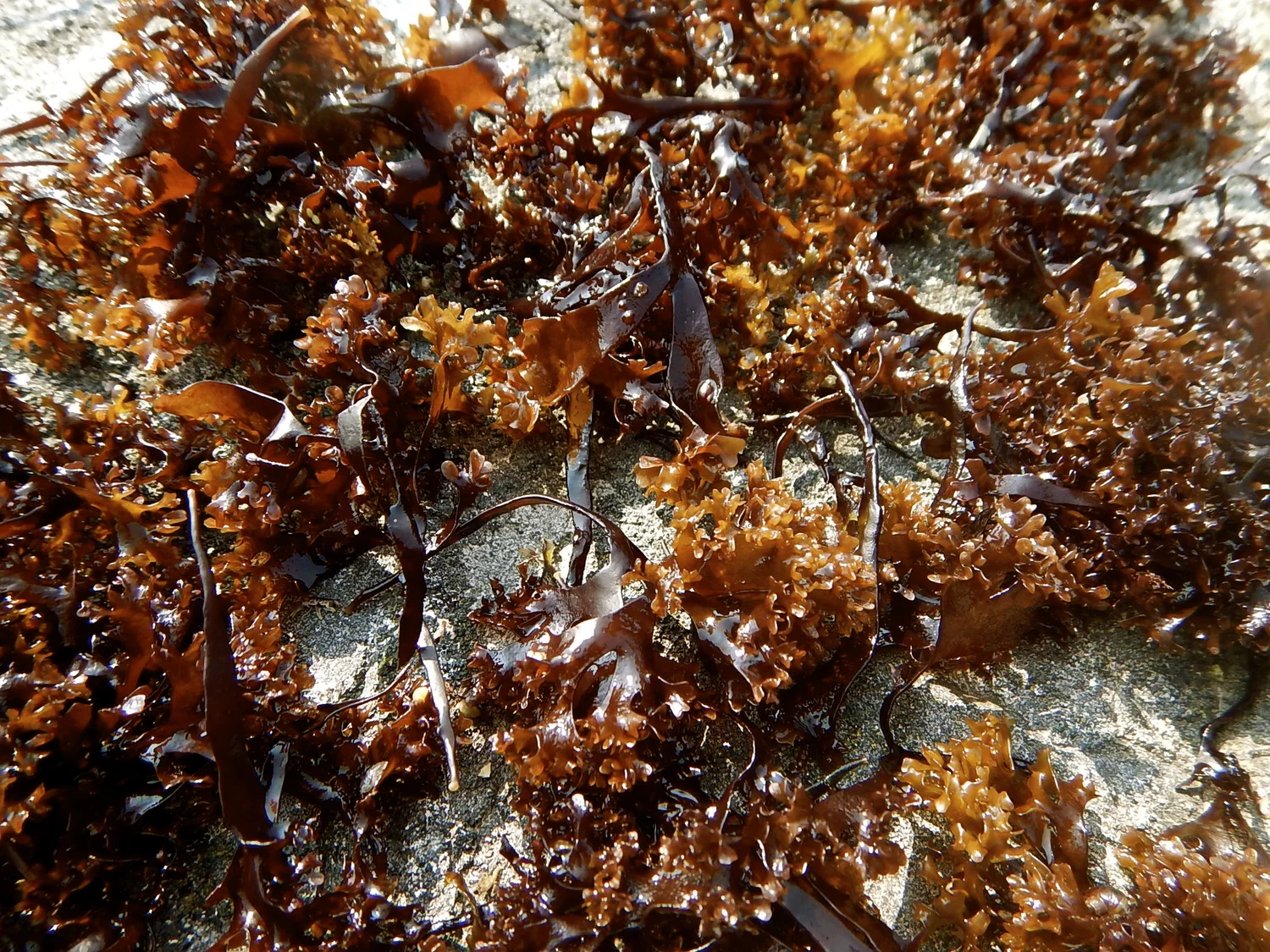 Irish Sea Moss Herb Profile